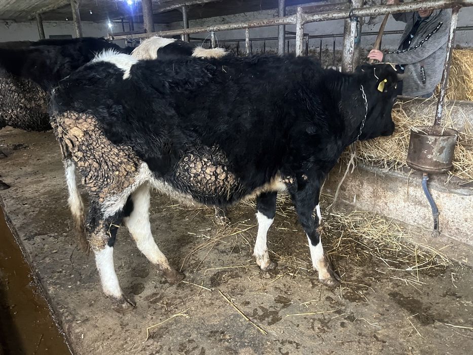 Vand 2 juninci olandeze