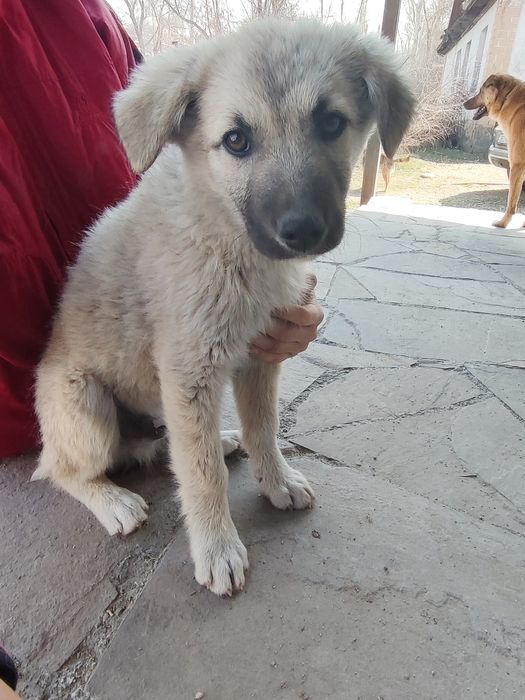 Щеночек ищет себе дом