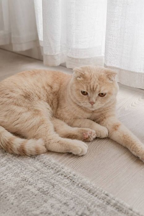 Котик британец в добрые руки