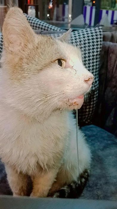 Коту очень нужна помощь