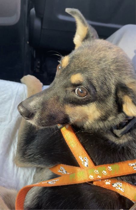 Щенок мальчик в добрые руки