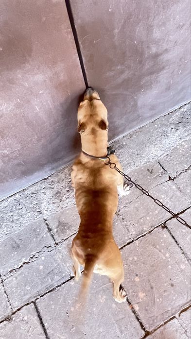 Pitbul sotiladi srochna qiz bola toza uyin qaroq kuchuk