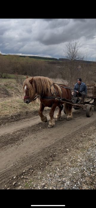 Armasar de vanzare