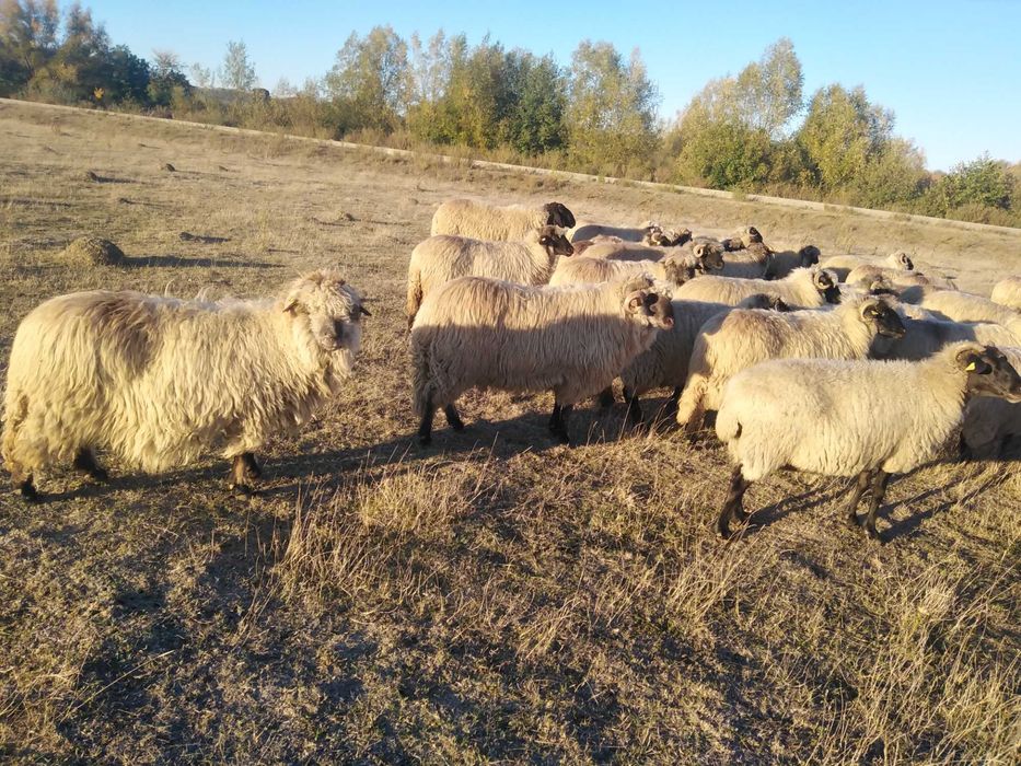 2 berbeci bucalai disponibili