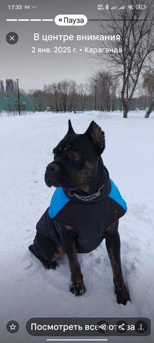 Щенок Кане корса