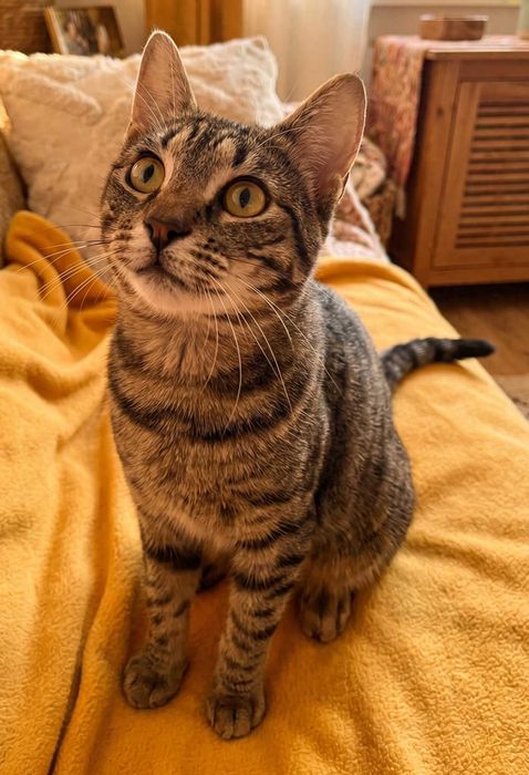 Adoptie motan castrat Mozzart
