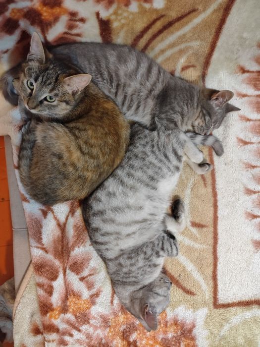 Отдам котят в добрые руки