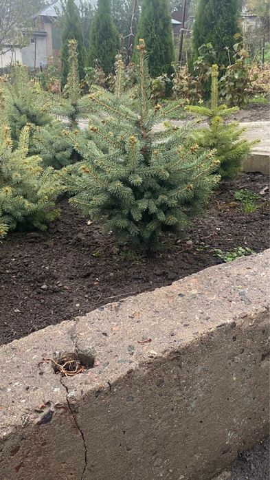 Продам голубые ели. И сосны.