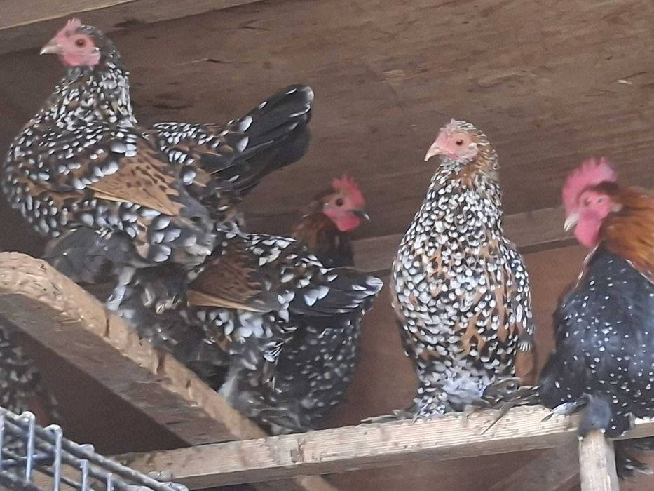 Mii de Flori Auriu Portelan