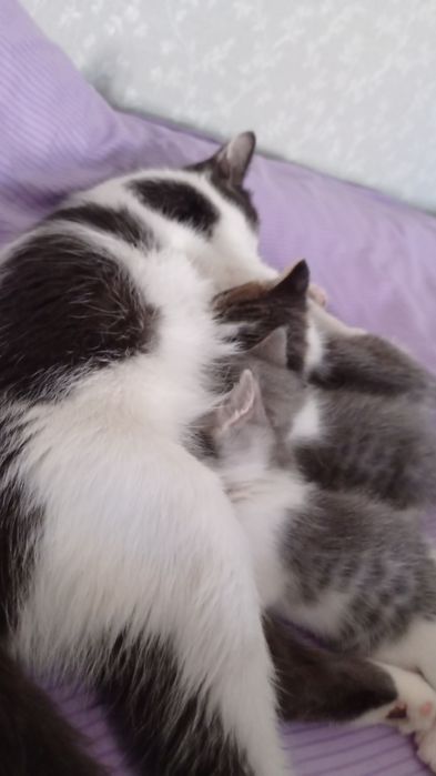 Отдам в хорошие руки  бесплатно