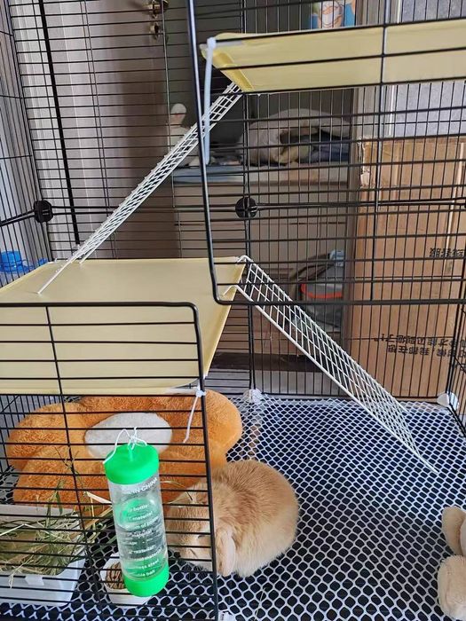 Karlik o'smaydigan quyonchalar O'zbekistonda