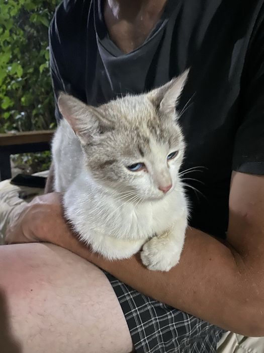 Кошечка ищет дом