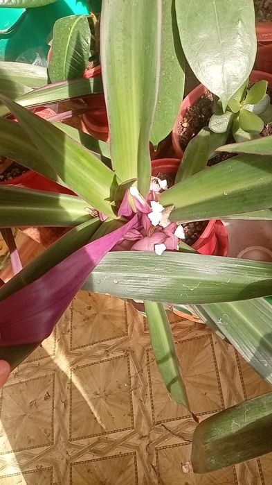 Традесканция покрывальчатая, Рео