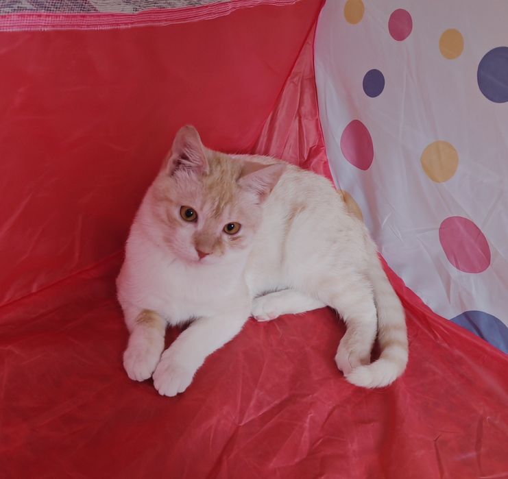 Шикарный котенок 6 месяцев