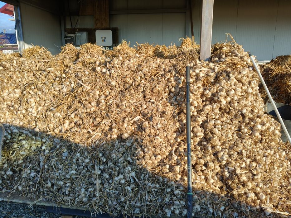 Usturoi din Răchiteni