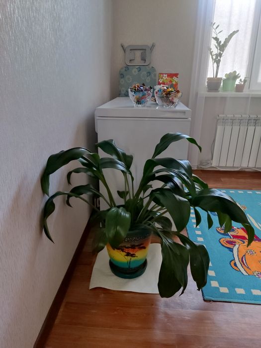 Эухарис амазонский