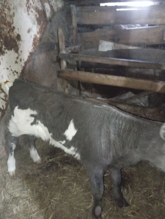 Продам недельную телочку