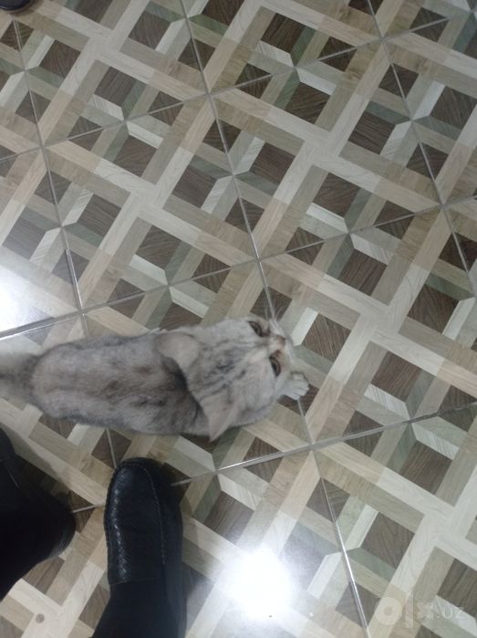 Silver chinchila soğlom 8 oyli