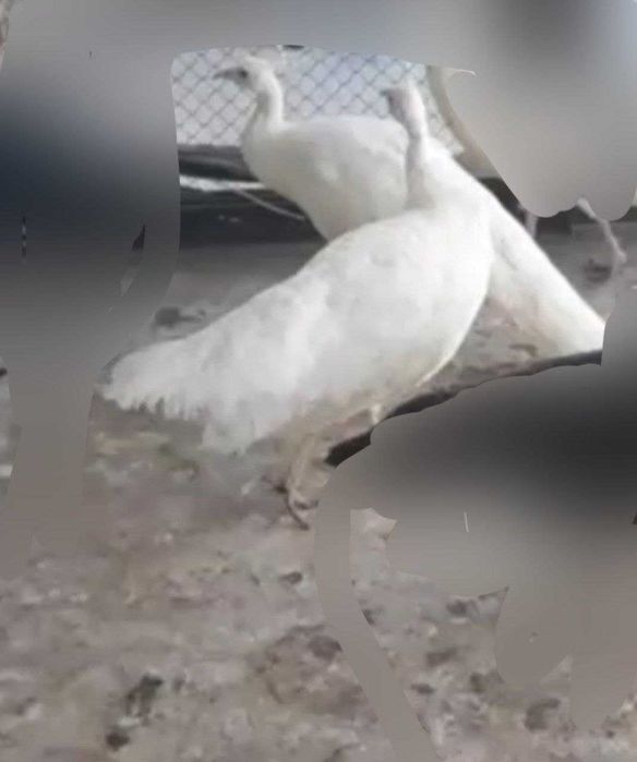 Oq tovuslar sotiladi | Белые павлины на продажу