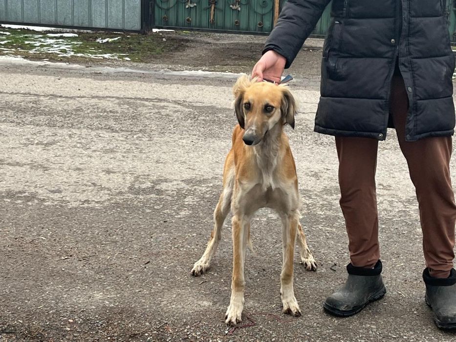 Продам собаку породы тазы