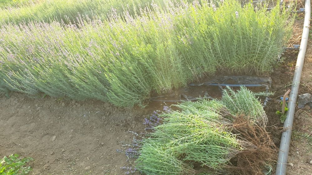 Butasi lavanda in București - frumoși