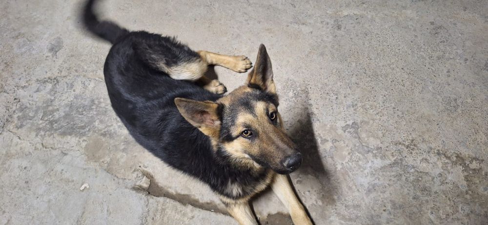 Немецкая овчарка