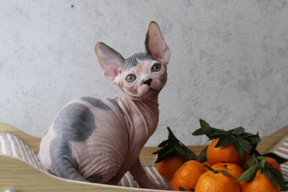 Котята канадского сфинкса. Доставка