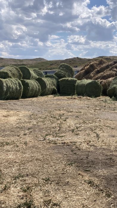 Продаю сено рулоны тюки