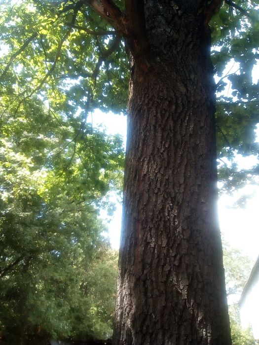 Дъб, Горски,Летен,Quercus Robur, Разсад
