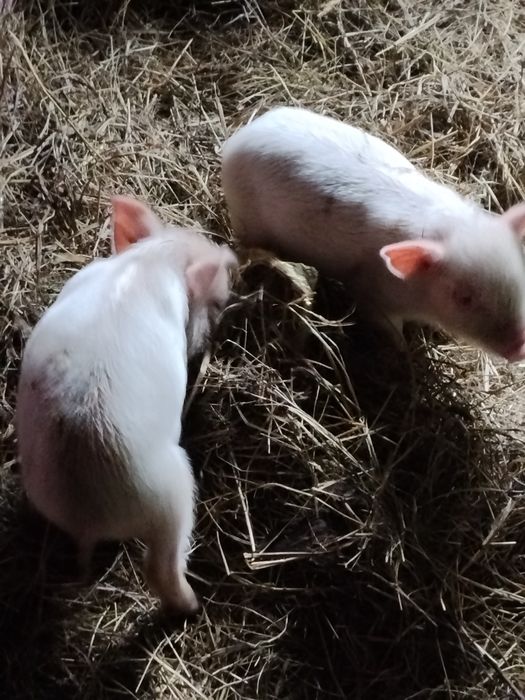 Продам поросят месячных