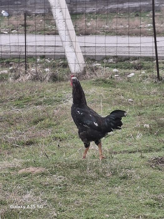 ҚОРАЗ келісім бар