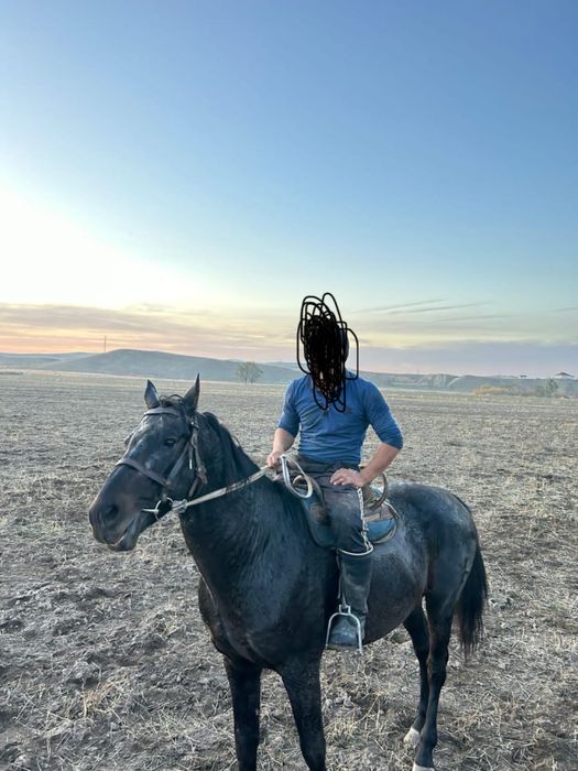 жеребец , айғыр       .