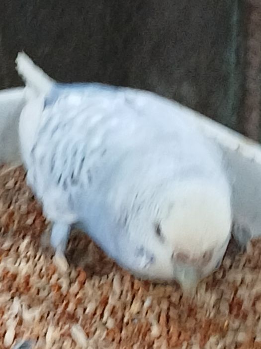 1 par abgurka sotiladi 350.000