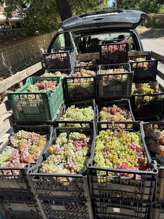 Продавам грозде за вино и ракия Отлично качество