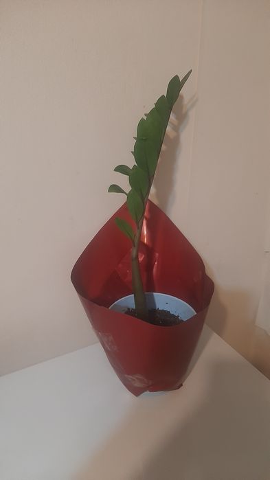 АКЦИЯ! Продам долларовое дерево