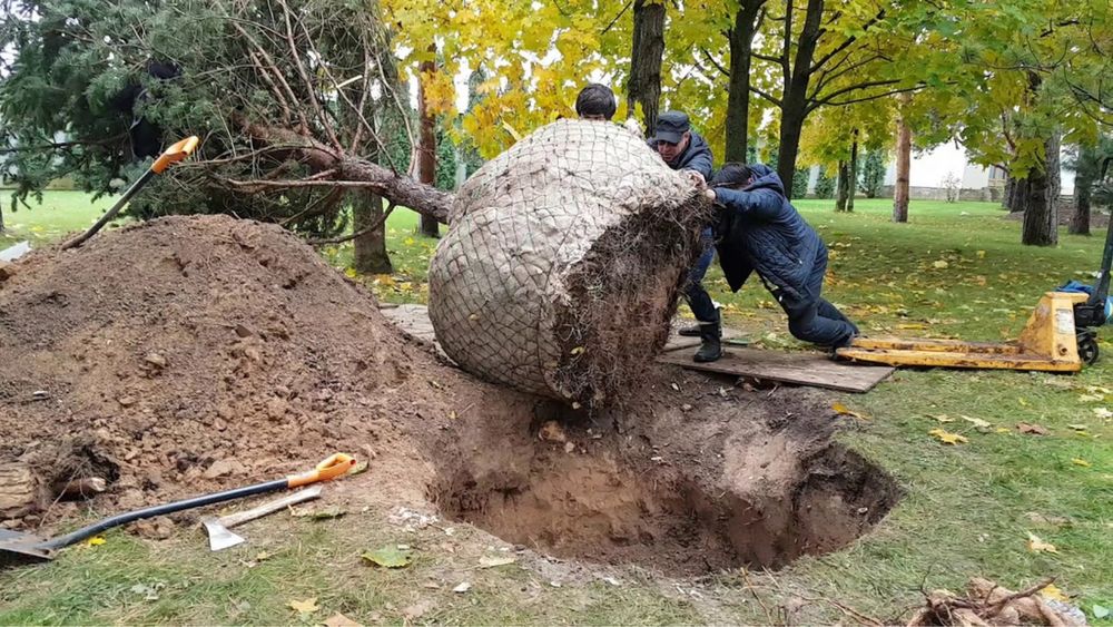 Голубая ель, зеленая ель с посадкой