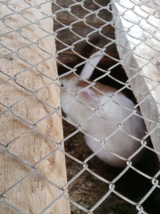 Ұрғашы Қоян сатылады