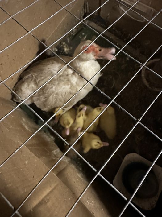 Продам индоутят. Рабочий поселок .