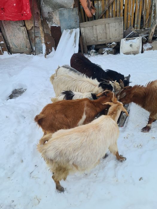 Vând șase capre.