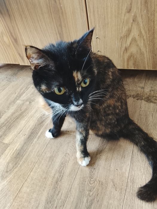 Отдам в добрые руки даром кошек и котят