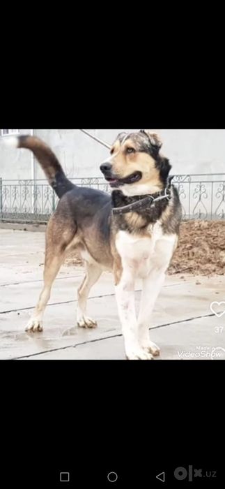 5 oylik qiz kuchuk ota taraf ploskiy moynoq ona tarafi pirat balkanski