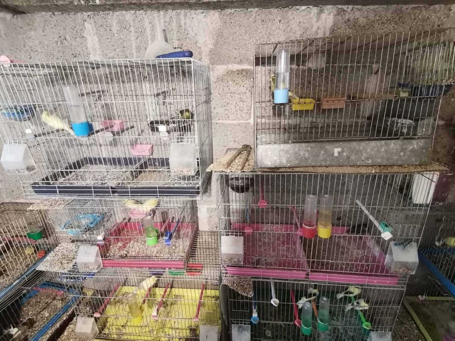 Продавам канарчета Орфей