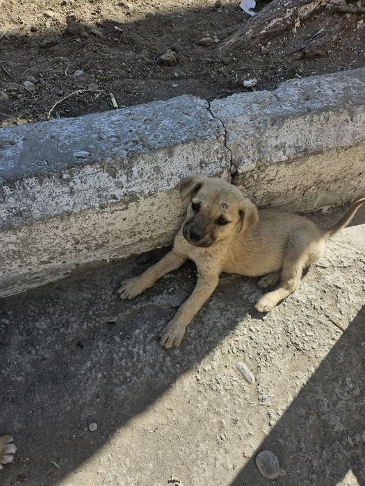 Щенки в добрые руки