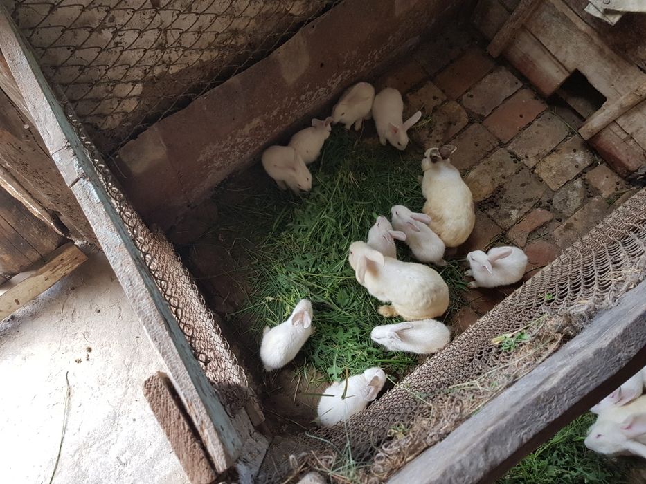 Кролики на продажу