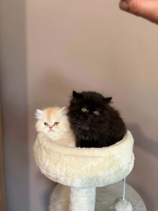 Персийски котенца