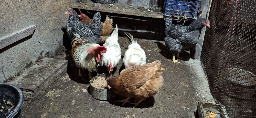 Vând ouă pentru incubat