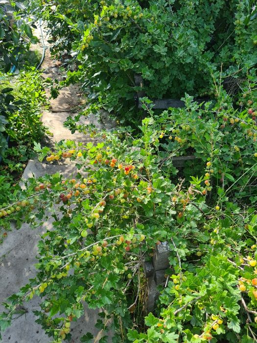 Продам дачу в дачном обществе Ромашка