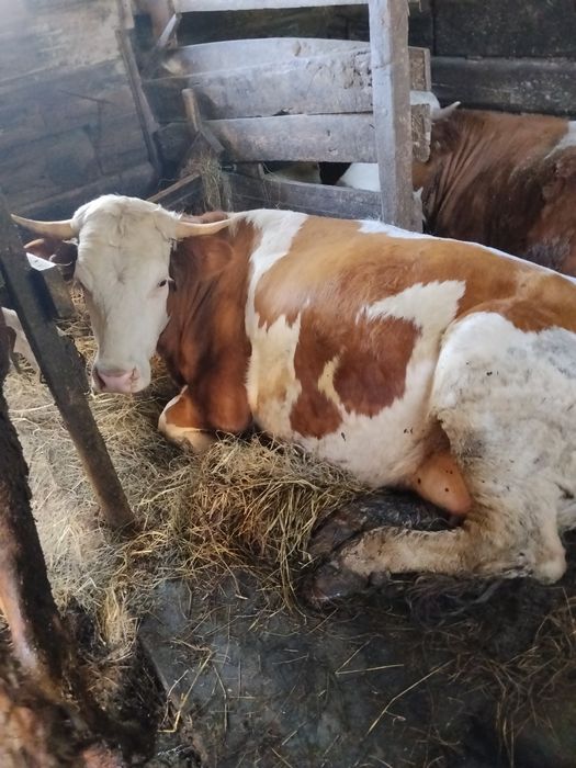 Продам тёлочку от семинталькой коровы