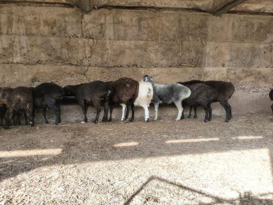 Кой сатылады. Бараны