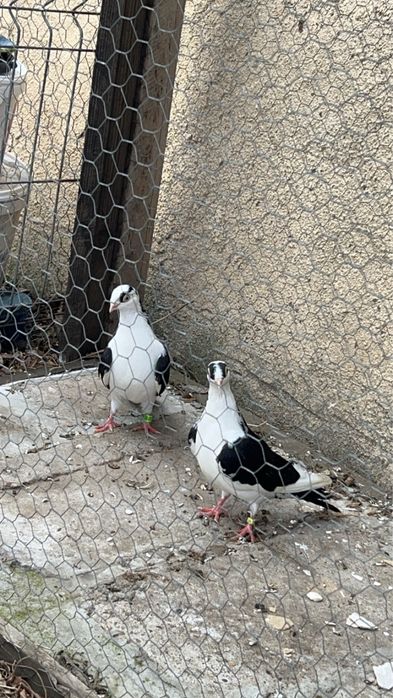 Porumbei jucatori